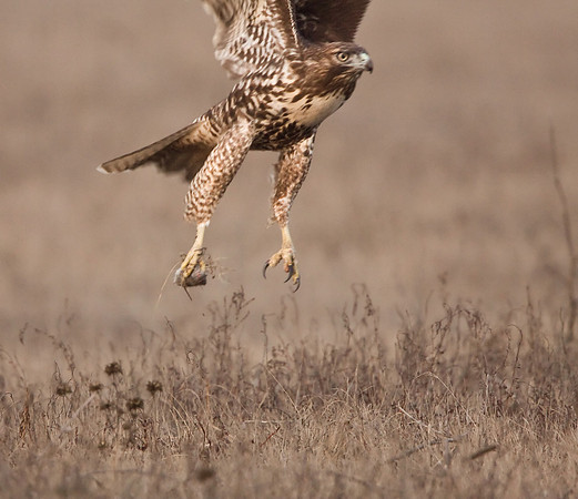 The hawk carries off his meal.