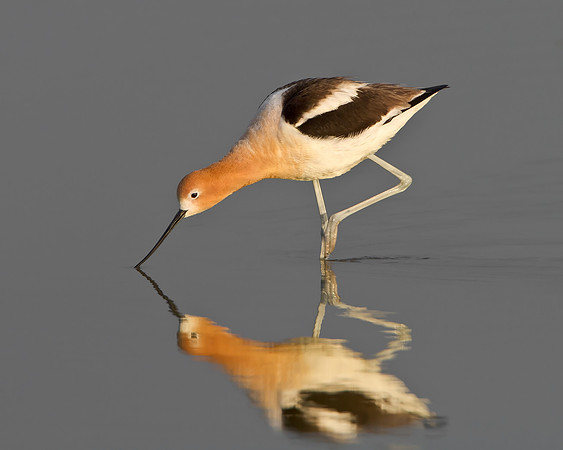 American Avocet