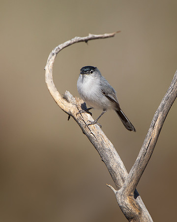 Black-tailed Gnatcatcher