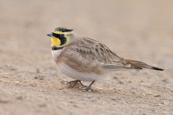 Horned Lark