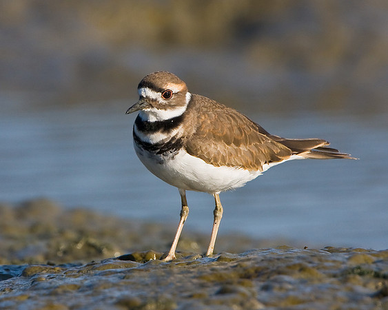 Killdeer