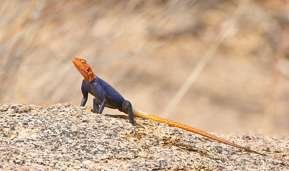 Namib Rock Agama