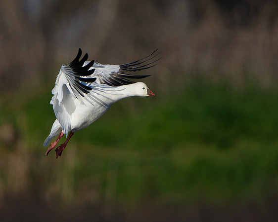 Ross's Goose in flight