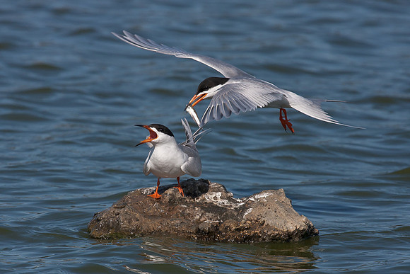 Forster's Terns, female refuses fish offering from male
