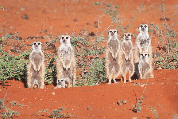 Meercat pack in morning sun