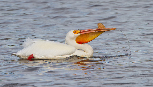 American White Pelican, draining water from pouch
