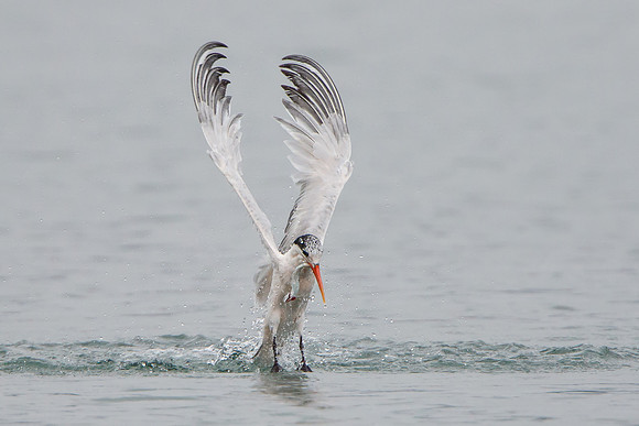 Elegant Tern, emerging from water with fish