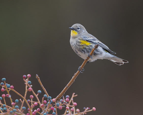 Yellow-rumped Warbler