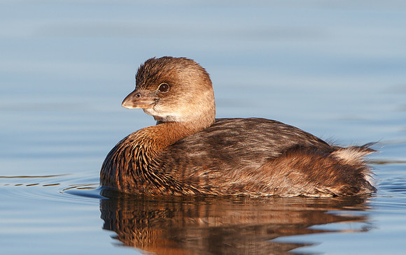 Pied-billed Grebe