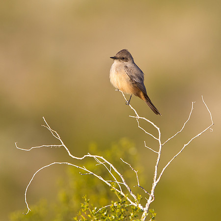 Say's Phoebe