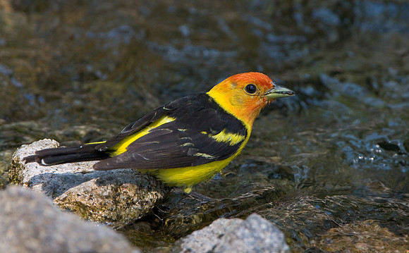 Western Tanager