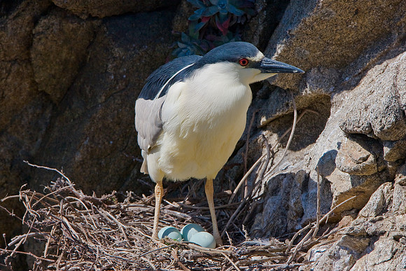 Black-crowned Night Heron at nest