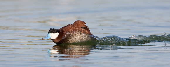 Ruddy Duck. Courtship display -- lunging.