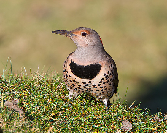 Northern Flicker (intergrade)