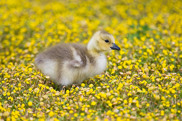 Canada Goose