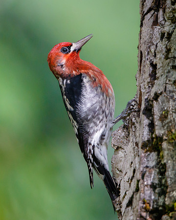 Red-breasted Sapsucker