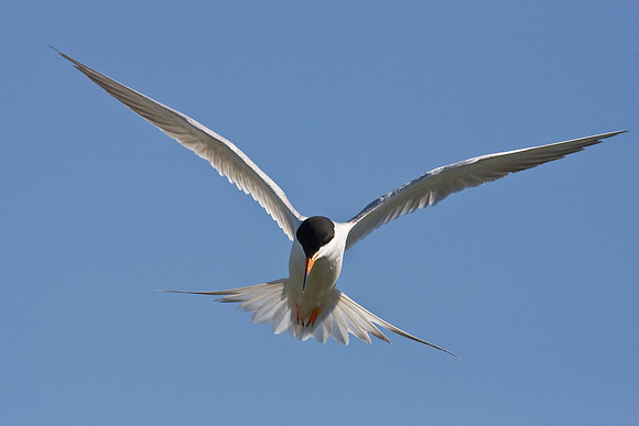 Forster's Tern