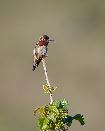 Anna's Hummingbird