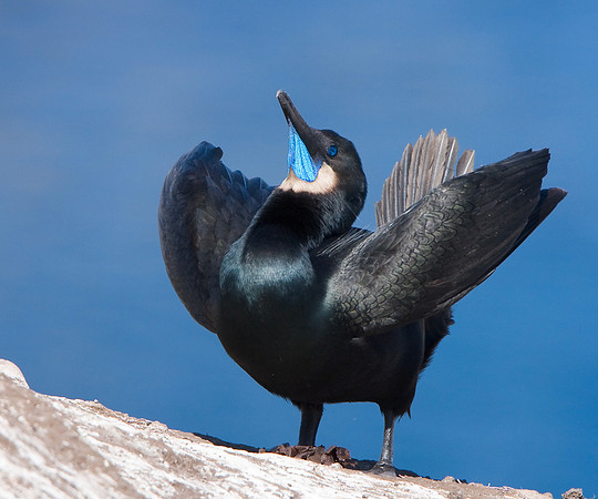Brandt's Cormorant, courtship display