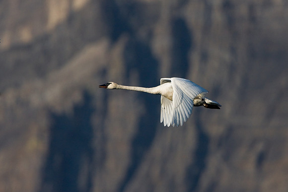 Trumpeter Swan