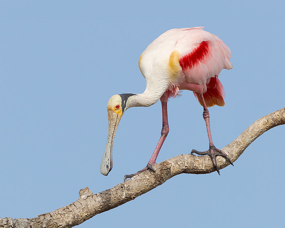 Soon after entering the Pantanal we started seeing birds, including this Roseate Spoonbill high in a tree.