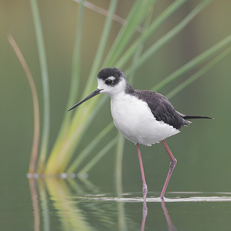 Black-necked Stilt