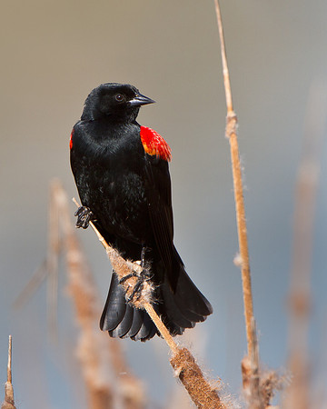 Red-winged Blackbird