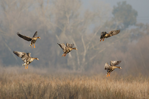 Greater White-fronted Geese