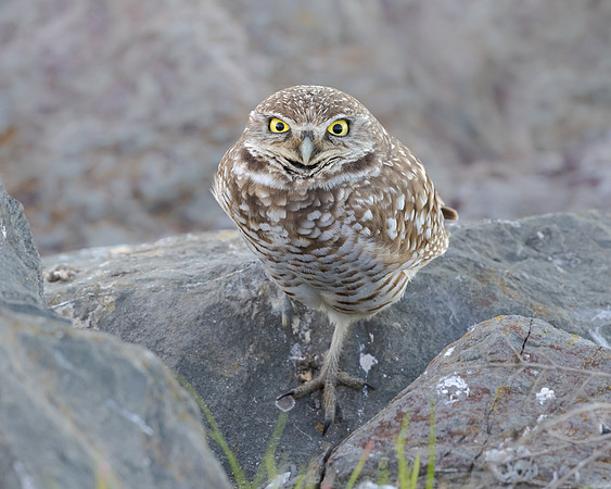 Burrowing Owl