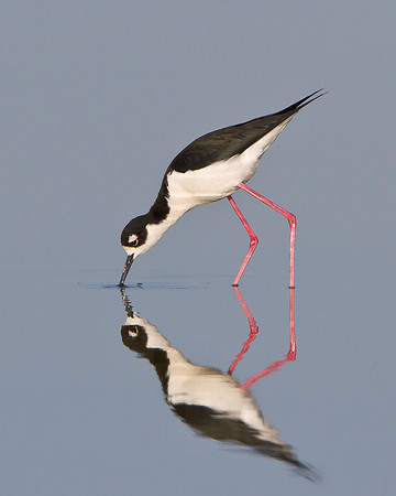 Black-necked Stilt