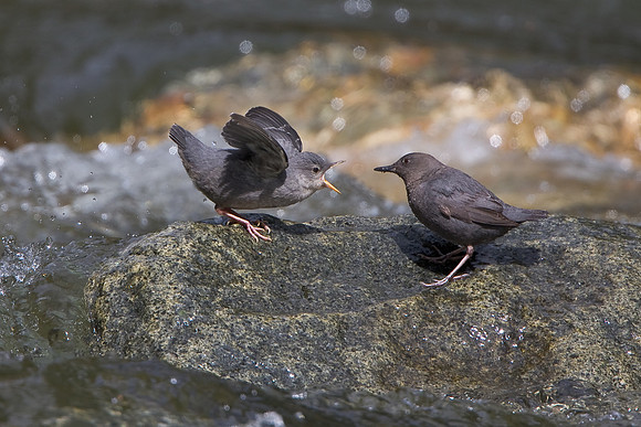 American Dipper, chick begging for food