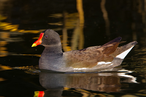 Common Gallinule