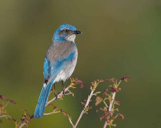 California Scrub-Jay