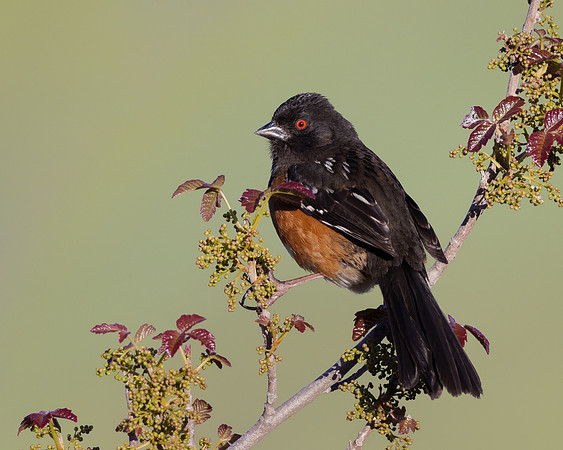 Spotted Towhee