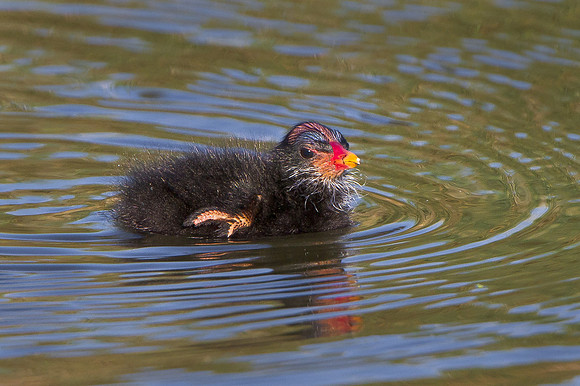 Common Gallinule, chick