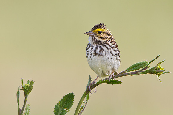 Savannah Sparrow