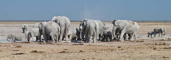 African Elephants, at watering hole