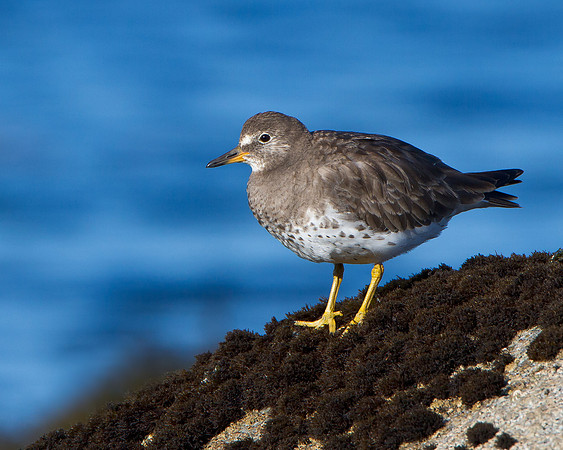 Surfbird