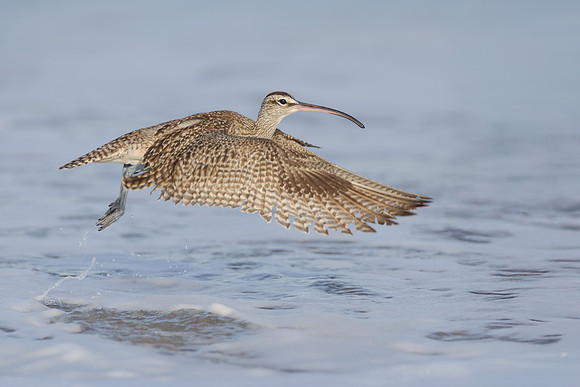 Whimbrel