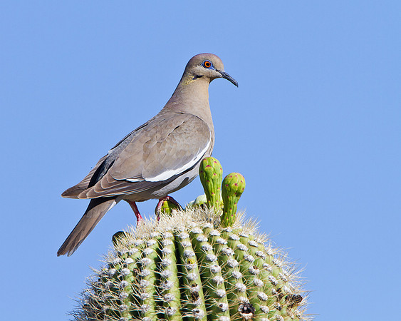 White-winged Dove