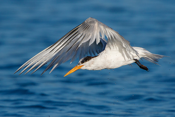 Elegant Tern