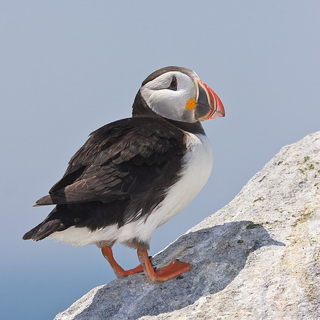 Atlantic Puffin