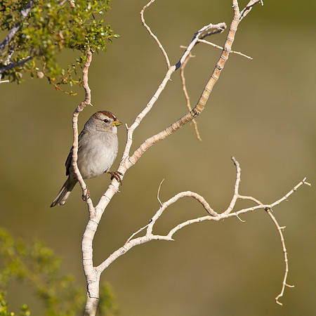 White-crowned Sparrow, juvenile