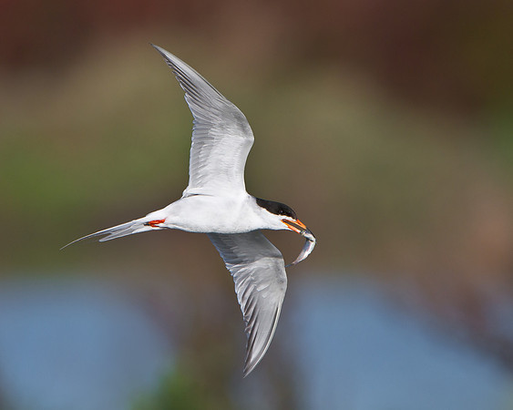 Forster's Tern