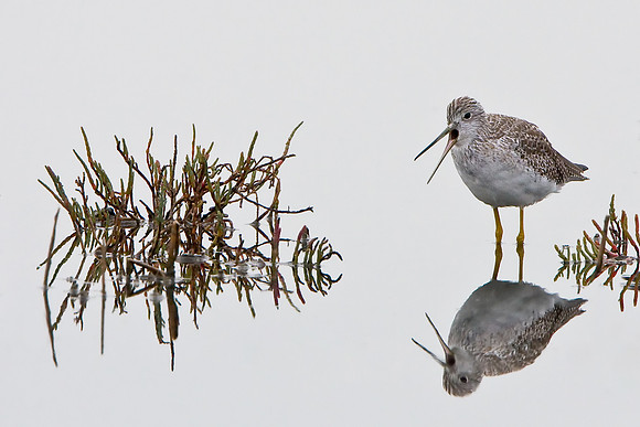 Greater Yellowlegs