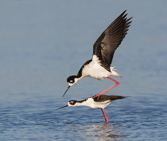 Black-necked Stilts mating; the male hops atop the female