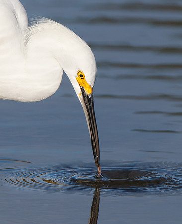 Snow Egret