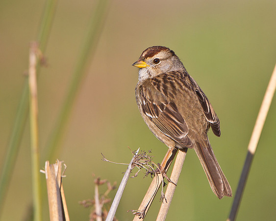 White-crowned Sparrow, immature / juvenile