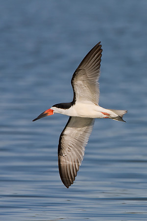 Black Skimmer