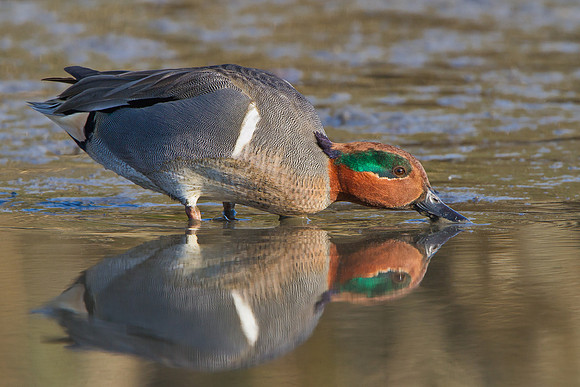 Green-winged Teal
